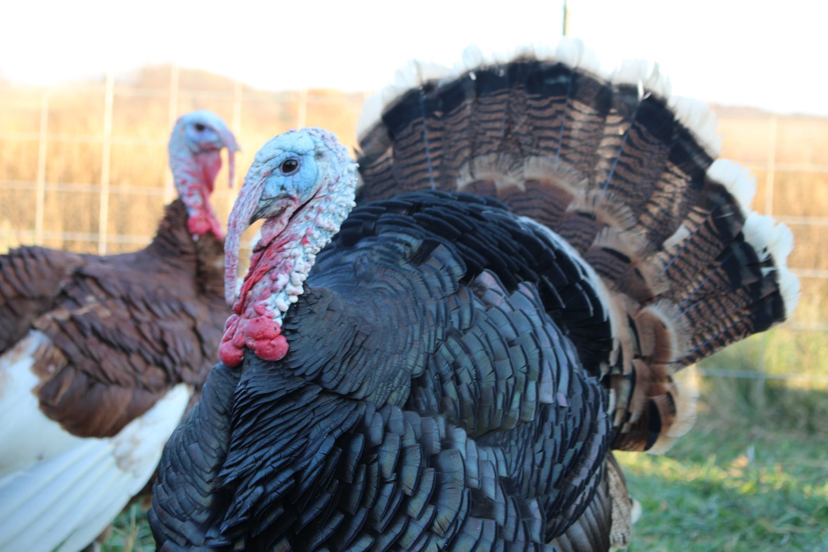 Thanksgiving turkey