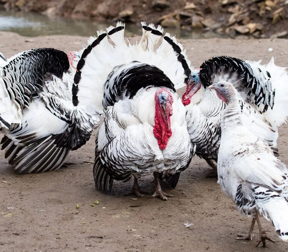 Thanksgiving turkey
